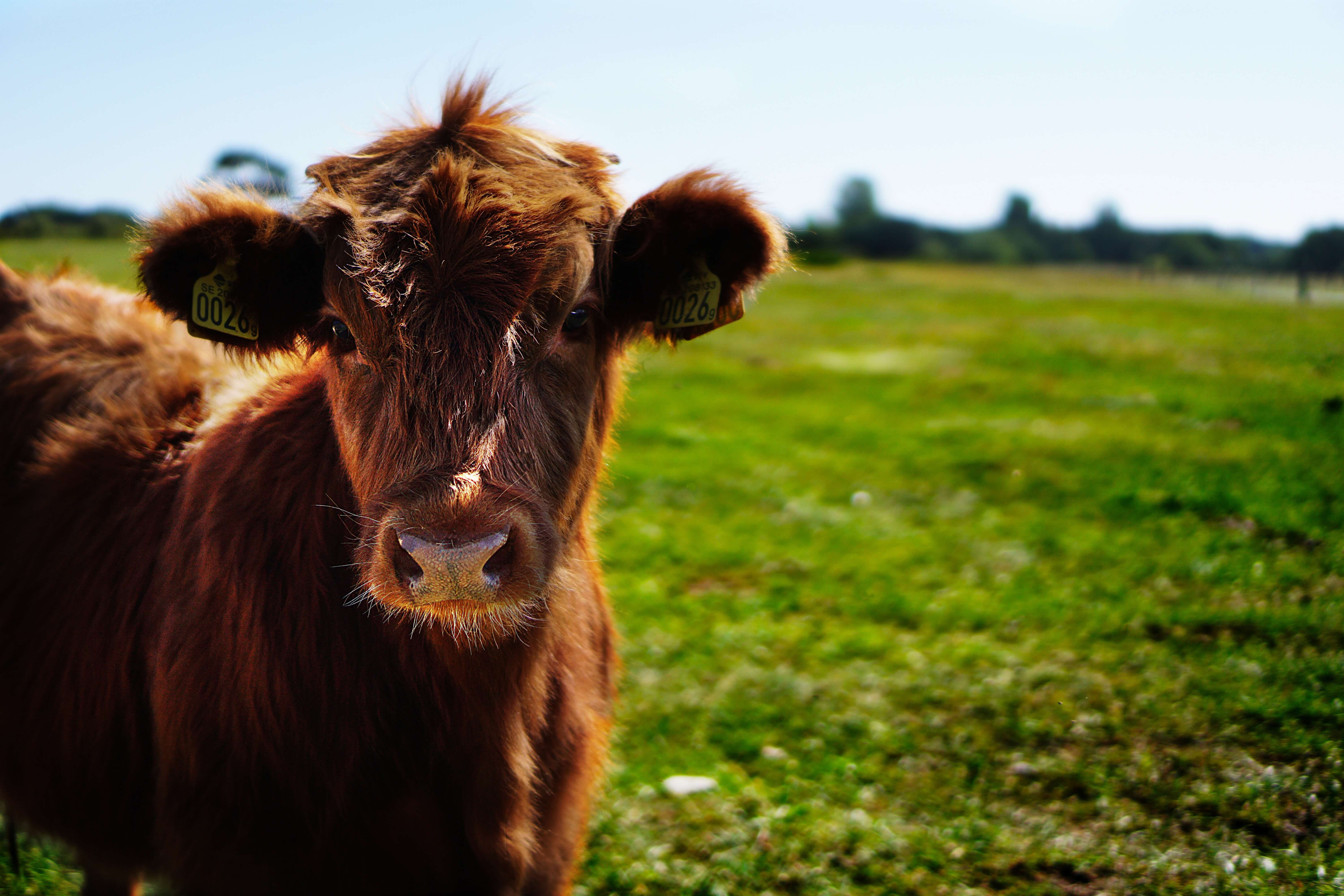 Animais Em Inglês (Domésticos, Da Fazenda, Selvagens, Marinhos)